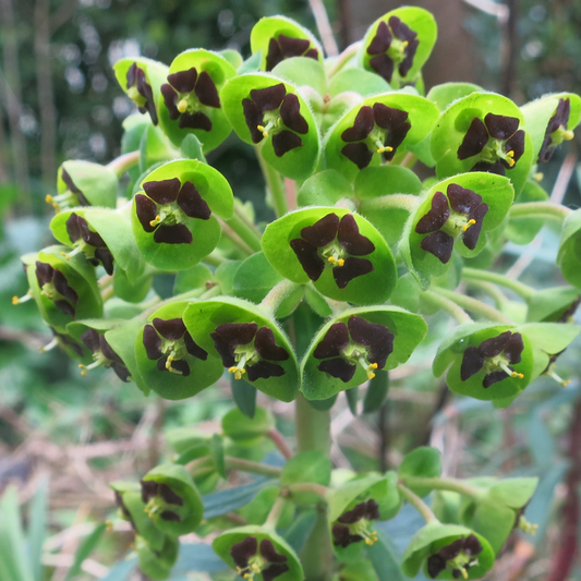 Euphorbia 'Black Pearl'