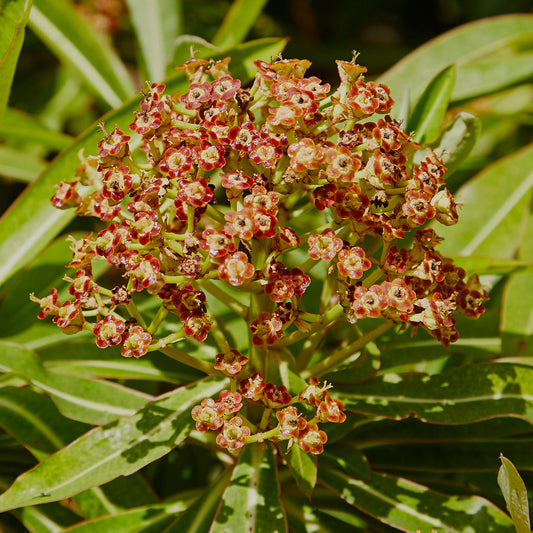 Euphorbia mellifera