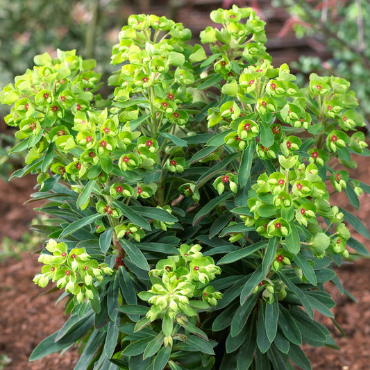 Euphorbia 'Baby Charm'