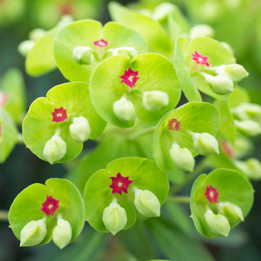 Euphorbia 'Kolibri'