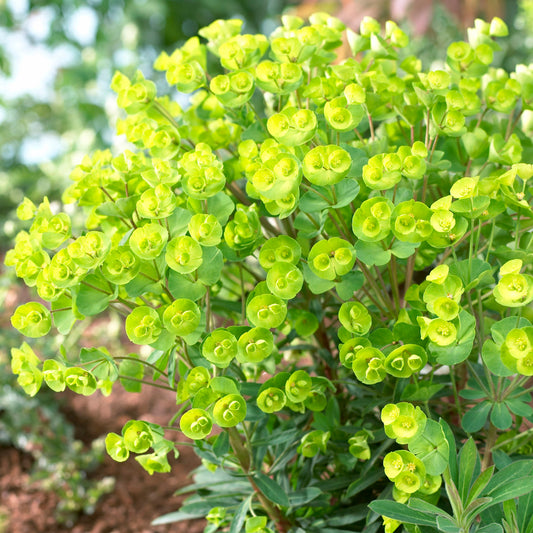 Euphorbia 'Redwing'