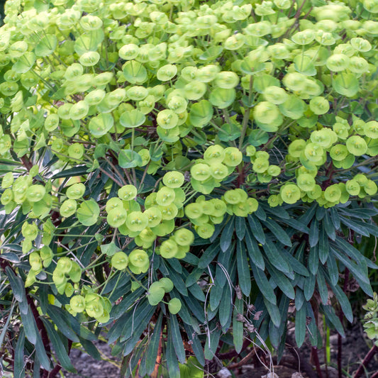 Euphorbia 'Robbiae'