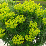 Euphorbia 'Shorty'