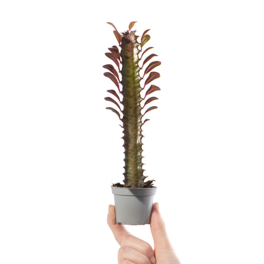 Baby Euphorbia trigona