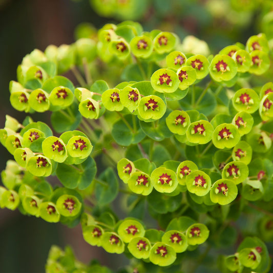 Euphorbia Ã— martini