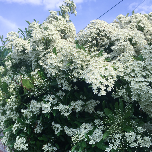 Exochorda 'Snow White'