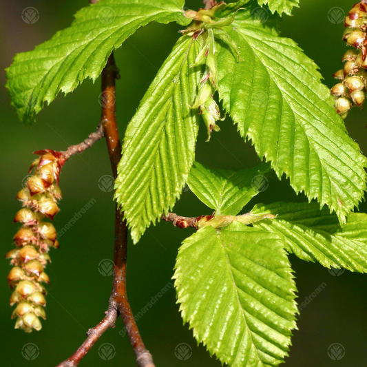 Carpinus betulus