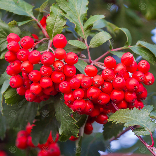 Sorbus aucuparia