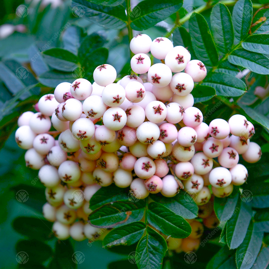 Sorbus cashmiriana