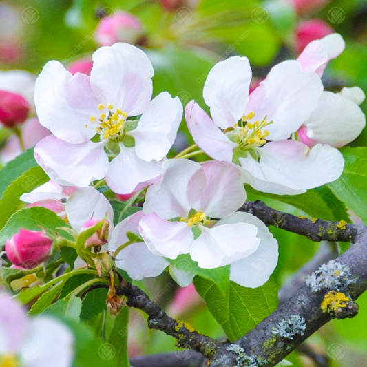 Malus 'Red Jade'