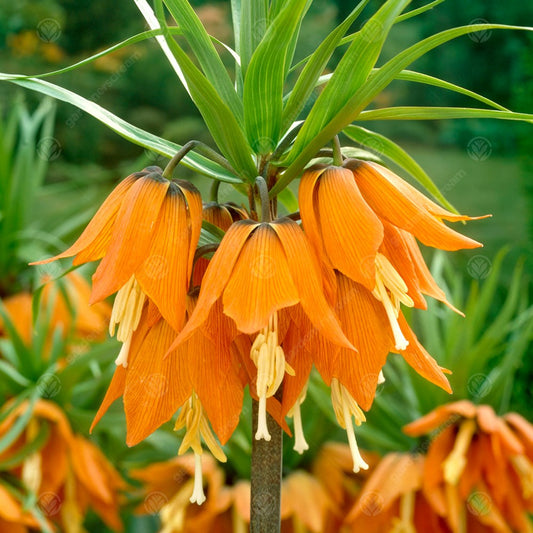 Fritillaria imperialis 'Aurora'