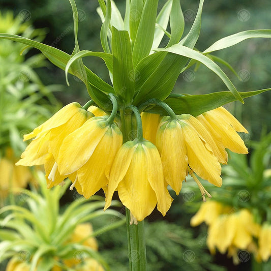 Fritillaria imperialis 'Lutea Max'