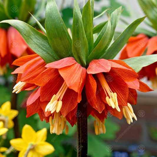 Fritillaria imperialis 'Rubra'