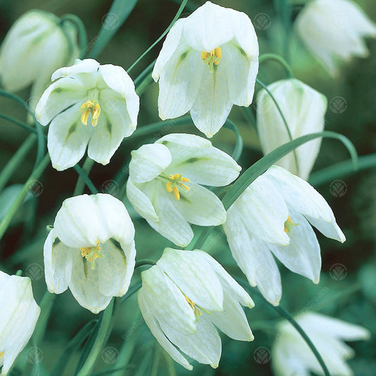 Fritillaria Meleagris 'Alba'