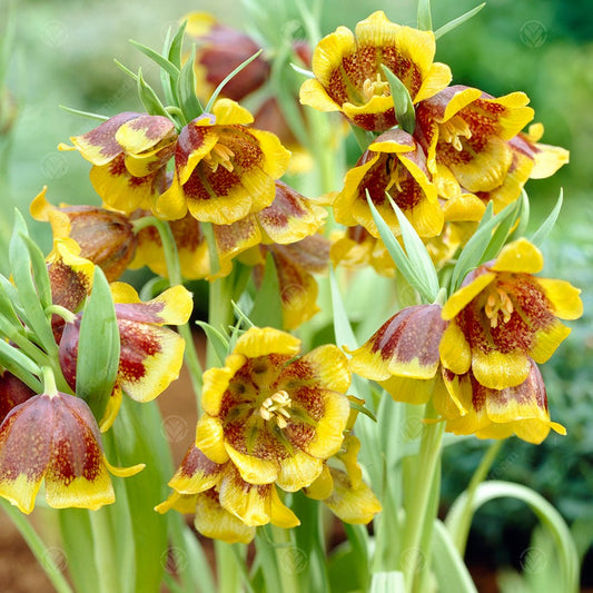 Fritillaria michailovskyi