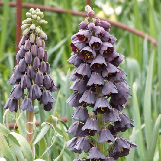 Fritillaria persica