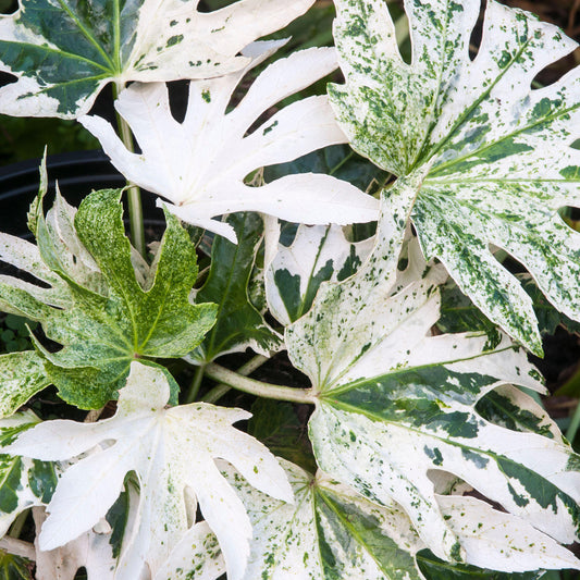 Fatsia 'Spiders Web'