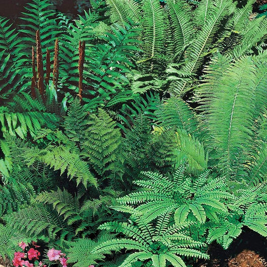 Fern Mix