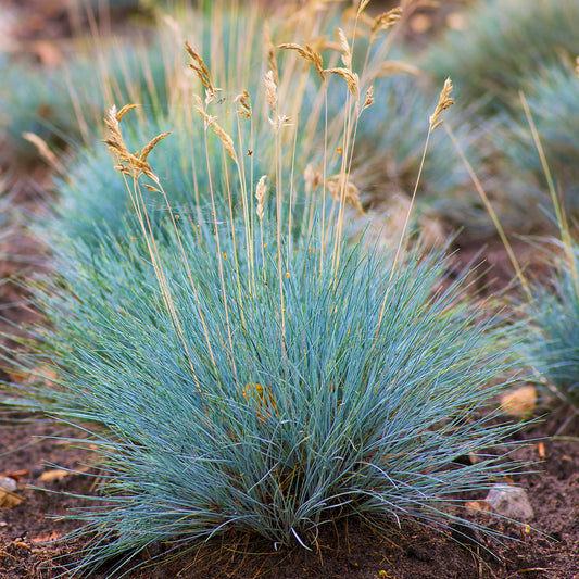 Festuca 'Elijah Blue'