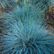 Festuca 'Intense Blue'