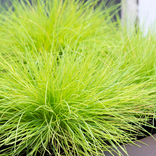 Festuca 'AmiGold'