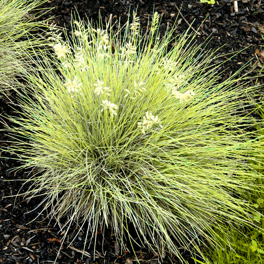 Festuca 'Golden Toupee'