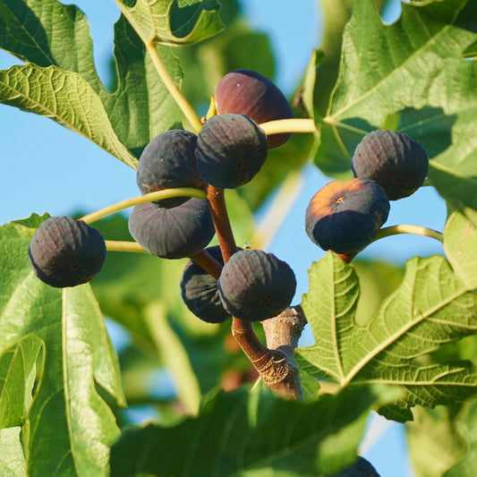 Ficus 'Brown Turkey'