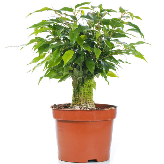 Ficus 'Kinky Green'