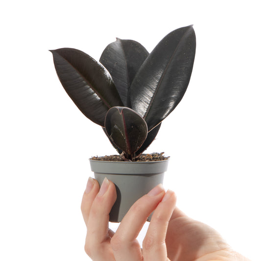 Baby Ficus robusta