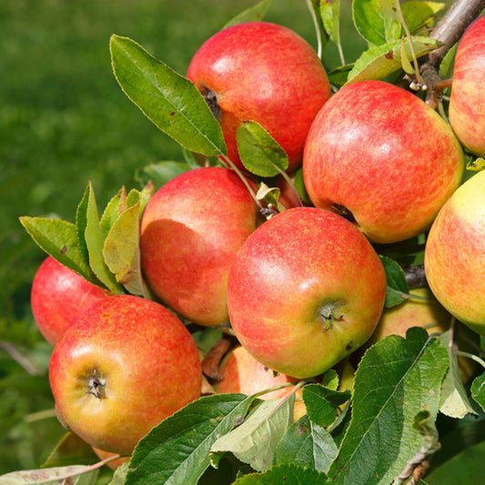 Apple 'Elstar' Patio Tree