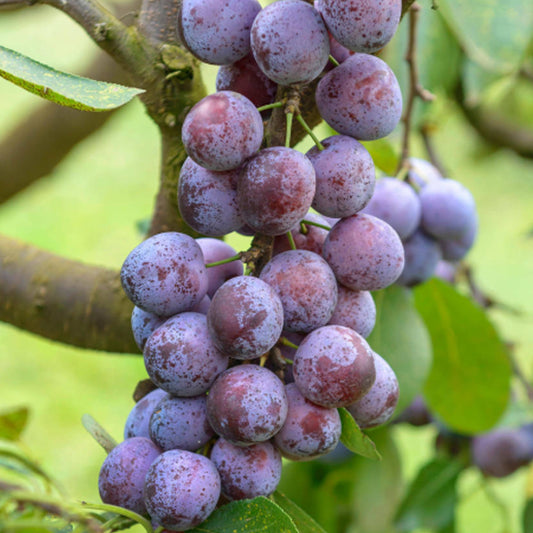 Plum 'Opal' Patio Tree