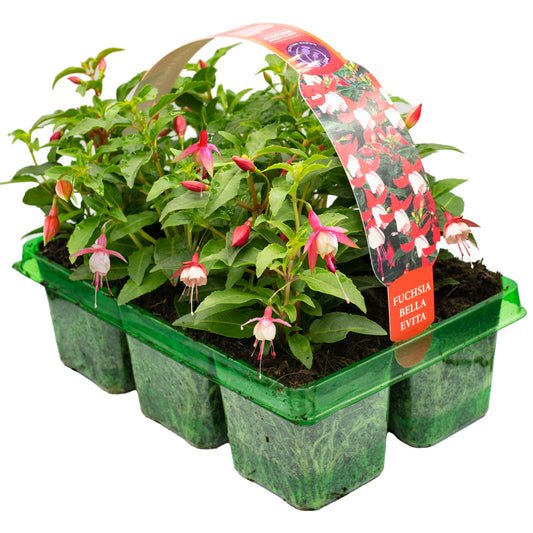 Fuchsia Bella Evita Basket Plants