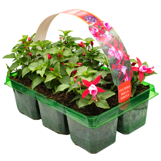 Fuchsia Bella Nikita Basket Plants