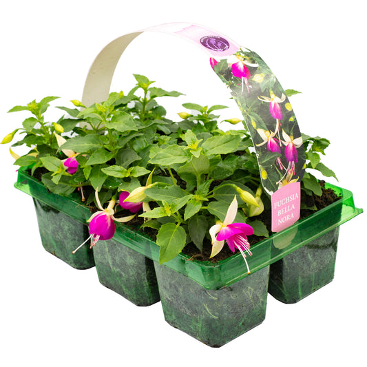 Fuchsia Bella Nora Basket Plants