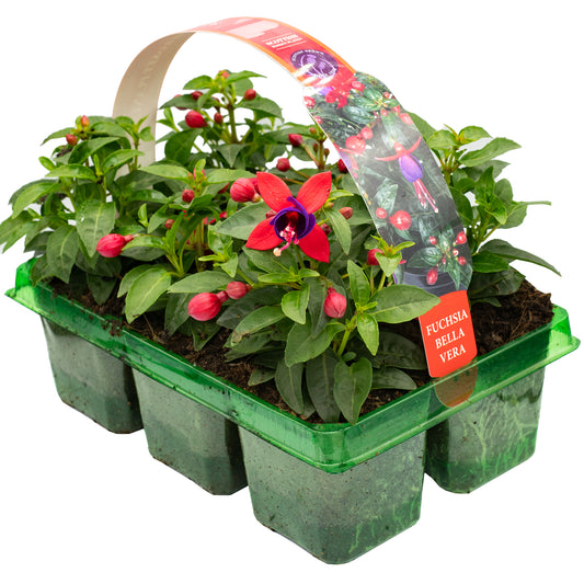 Fuchsia Bella Vera Basket Plants