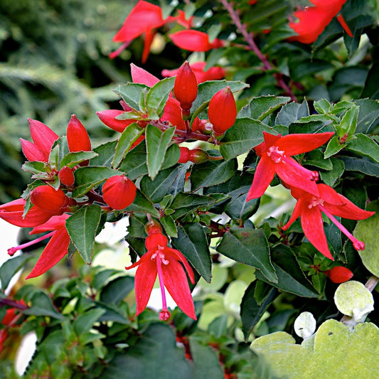 Fuchsia 'Chilli Red'