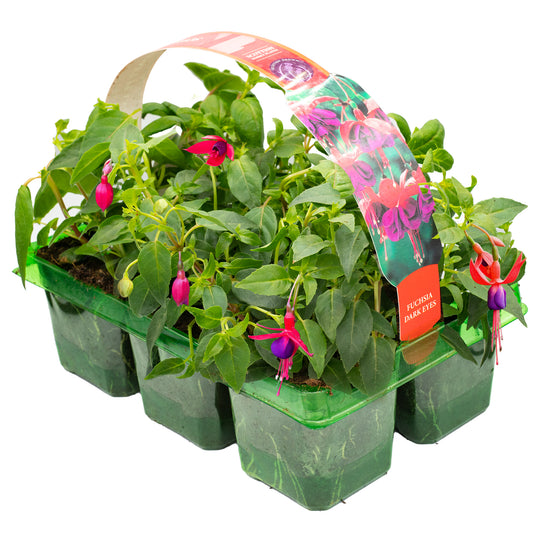 Fuchsia Dark Eyes Basket Plants