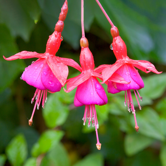 Fuchsia 'Beacon'