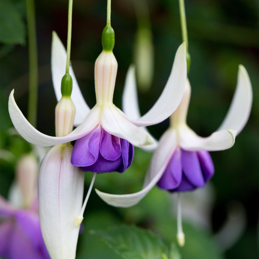 Fuchsia 'Delta's Sarah'