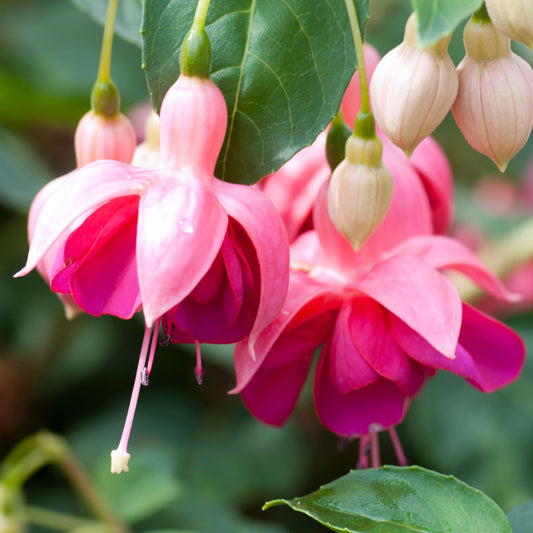 Fuchsia 'Garden News'