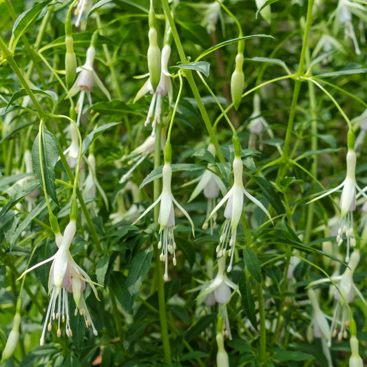 Fuchsia 'Hawkshead'