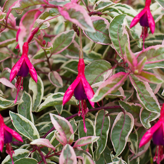 Fuchsia 'Sunray'