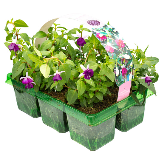 Fuchsia La Campanella Basket Plants