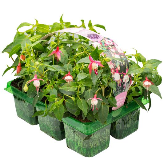 Fuchsia Patio Princess Basket Plants