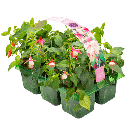 Fuchsia Swing Time Basket Plants