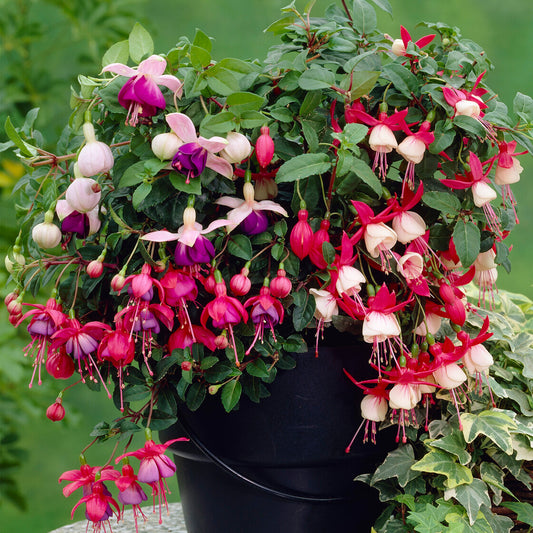 Fuchsia Mix