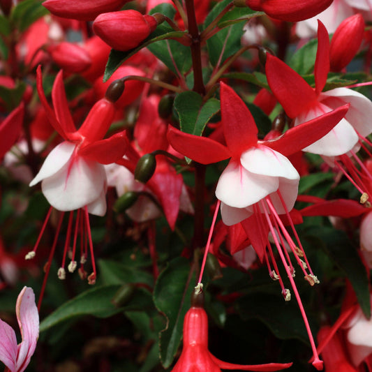 Fuchsia 'Skyrocket'