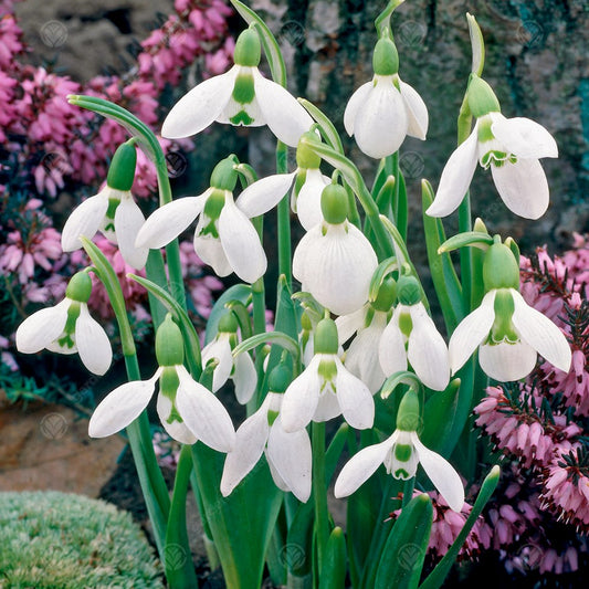 Galanthus elwesii