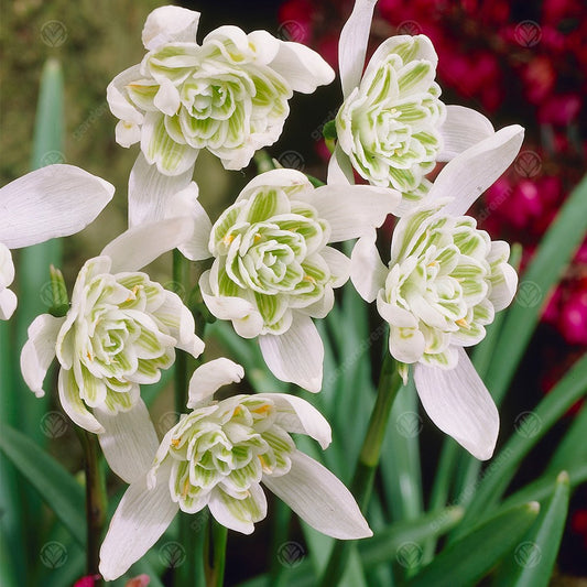 Galanthus nivalis f. pleniflorus 'Flore Pleno'