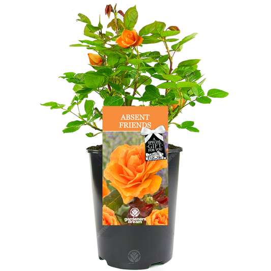 Orange Bush Rose - Absent Friend Gift